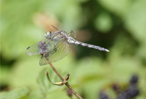 Réf. 337 490 : Orthetrum albistylum